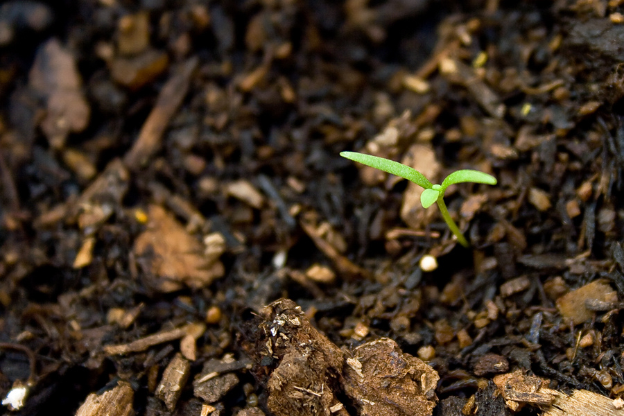 Planting